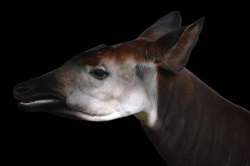 Okapi ( Okapia johnstoni), also known as the forest giraffe or zebra giraffe, is an artiodactyl mammal native to the northeast of the Democratic Republic of the Congo in Central Africa.  © Daniel Meunier