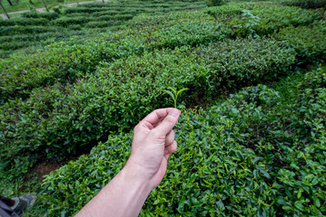 The tea picker is harvesting tea leaves in the morning.