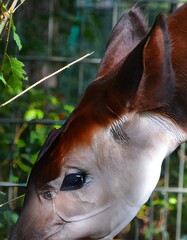 Okapi ( Okapia johnstoni), also known as the forest giraffe or zebra giraffe, is an artiodactyl mammal native to the northeast of the Democratic Republic of the Congo in Central Africa.  © Daniel Meunier