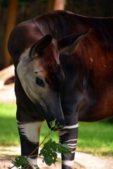 Okapi ( Okapia johnstoni), also known as the forest giraffe or zebra giraffe, is an artiodactyl mammal native to the northeast of the Democratic Republic of the Congo in Central Africa.  © Daniel Meunier