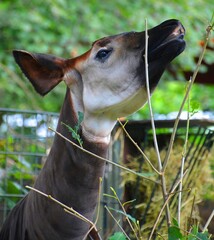 Okapi ( Okapia johnstoni), also known as the forest giraffe or zebra giraffe, is an artiodactyl mammal native to the northeast of the Democratic Republic of the Congo in Central Africa.  © Daniel Meunier