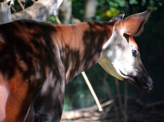 Okapi ( Okapia johnstoni), also known as the forest giraffe or zebra giraffe, is an artiodactyl mammal native to the northeast of the Democratic Republic of the Congo in Central Africa.  © Daniel Meunier