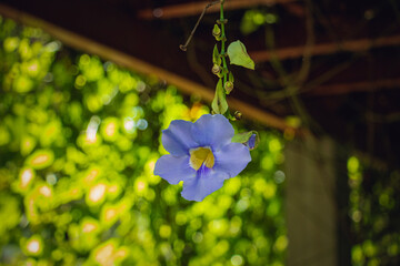 Tropical purple thunbergia bloom hanging naturally against blurred greenery