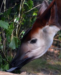 Okapi ( Okapia johnstoni), also known as the forest giraffe or zebra giraffe, is an artiodactyl mammal native to the northeast of the Democratic Republic of the Congo in Central Africa.  © Daniel Meunier