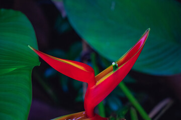 Close up of Vibrant Red Heliconia Flower Against Lush Tropical Foliage