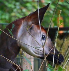 Okapi ( Okapia johnstoni), also known as the forest giraffe or zebra giraffe, is an artiodactyl mammal native to the northeast of the Democratic Republic of the Congo in Central Africa.  © Daniel Meunier