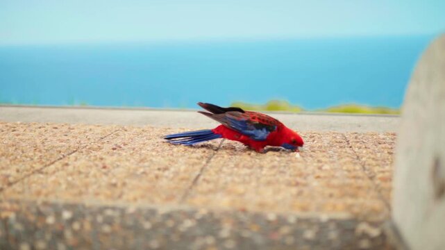 Crimson Rosella Parrot Bird pecking Concrete Wall Ocean Australia