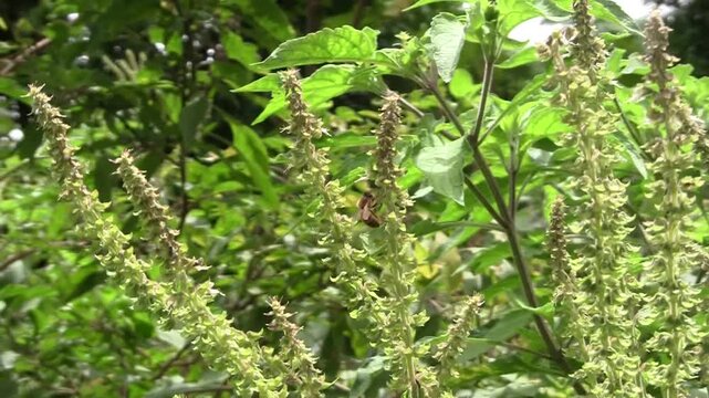Abeille qui butine des fleurs de basilic sacr&eacute;
