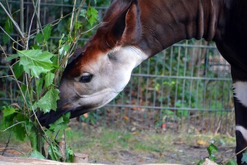 Okapi ( Okapia johnstoni), also known as the forest giraffe or zebra giraffe, is an artiodactyl mammal native to the northeast of the Democratic Republic of the Congo in Central Africa.  © Daniel Meunier