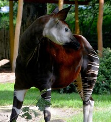 Okapi ( Okapia johnstoni), also known as the forest giraffe or zebra giraffe, is an artiodactyl mammal native to the northeast of the Democratic Republic of the Congo in Central Africa.  © Daniel Meunier