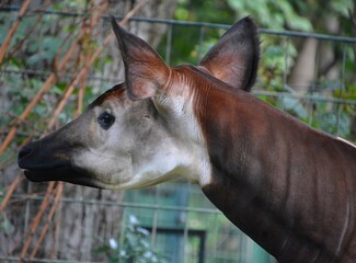 Okapi ( Okapia johnstoni), also known as the forest giraffe or zebra giraffe, is an artiodactyl mammal native to the northeast of the Democratic Republic of the Congo in Central Africa.  © Daniel Meunier