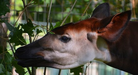 Okapi ( Okapia johnstoni), also known as the forest giraffe or zebra giraffe, is an artiodactyl mammal native to the northeast of the Democratic Republic of the Congo in Central Africa.  © Daniel Meunier