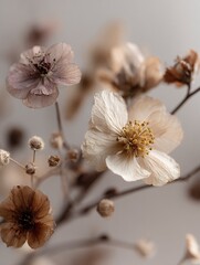 Dried Flowers Still Life