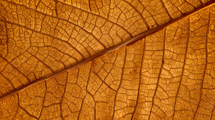 Obraz premium Macro texture of dry autumn leaf with detailed veins, natural brown leaf pattern background for organic design