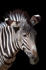 Fototapeta premium The Grevy's zebra or imperial zebra, is the largest extant wild equid and the largest and most threatened of the three species of zebra, the other two being the plains and the mountain zebra. 