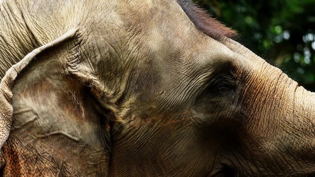 Close Up of Elephant Ear with Detailed Texture