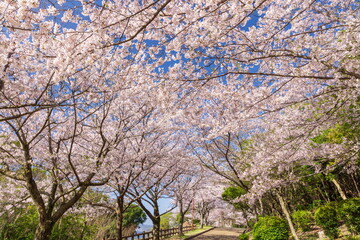 桜満開・神戸市須磨浦公園の春