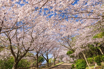 桜満開・神戸市須磨浦公園の春