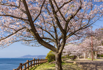 桜満開・神戸市須磨浦公園の春