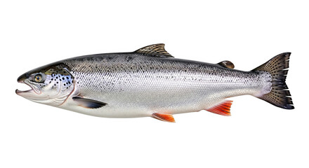 Obraz premium Fresh Whole Atlantic Salmon Fish On Black Background