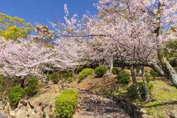 桜満開・神戸市須磨浦公園の春