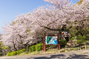 桜満開・神戸市須磨浦公園の春