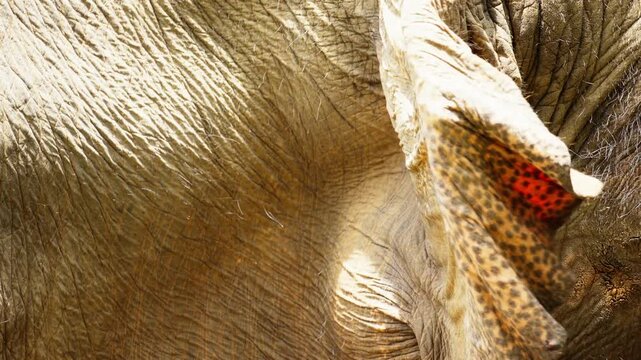 Close Up of Elephant Ear with Detailed Texture