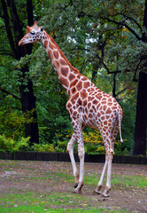 Naklejka premium The giraffe (Giraffa camelopardalis) is an African even-toed ungulate mammal, the tallest of all extant land-living animal species, and the largest ruminant.