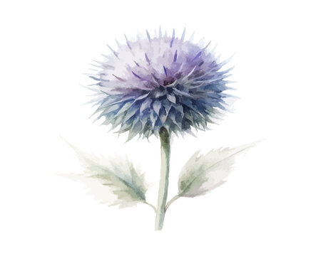 Watercolor Globe Thistle Flower Art, Unique Botanical Illustration, vector isolated on white background