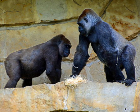 Gorillas are ground-dwelling, predominantly herbivorous apes that inhabit the forests of central Africa. The DNA of gorillas is highly similar to that of humans, from 95&ndash;99% 
