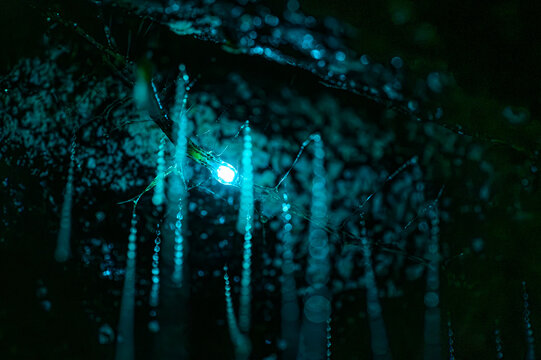 Close up of bioluminescent glow worms illuminating on rock wall with blue natural light. Captured in long exposure night photography, the bioluminescent larvae of a primitive fly Arachnocampa species