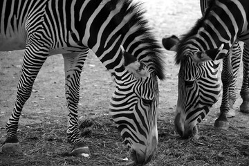 The Grevy's zebra or imperial zebra, is the largest extant wild equid and the largest and most threatened of the three species of zebra, the other two being the plains and the mountain zebra. 