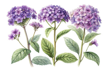 Fototapeta premium Watercolor Heliotrope Bloom, Soft Purple Floral Vector Illustration Isolated on White