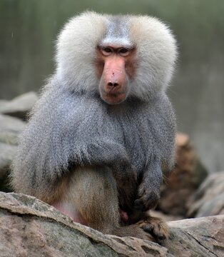 Baboons are Old World monkeys belonging to the genus Papio, part of the subfamily Cercopithecinae which are found natively in very specific areas of Africa and the Arabian Peninsula