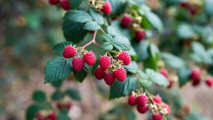 Obraz premium Ripe red raspberries on branch with green leaves in lush garden landscape.