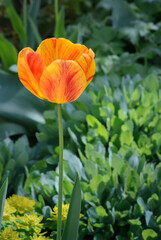 Tulip with red and yellow hues against a background of green grass