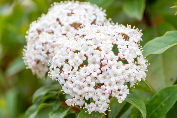 初夏の庭に咲くサンゴジュの白い小花のクローズアップ