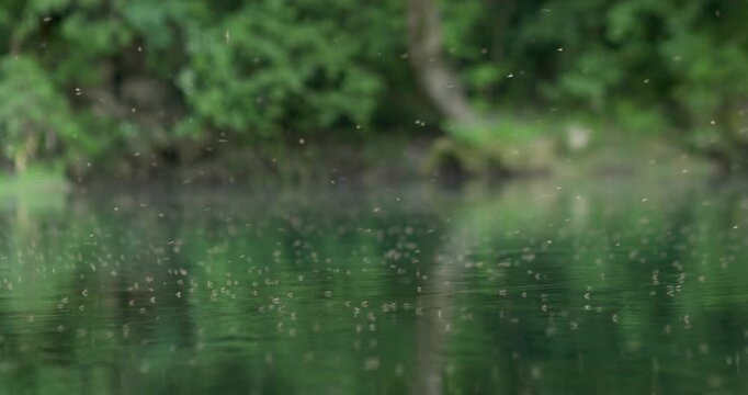 Cloud of mosquitoes and tiny flying insects gathering above the surface of the Una River in Bosnia. Natural forest riverside scene illustrating insect activity in a freshwater ecosystem.