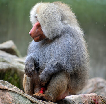 Baboons are Old World monkeys belonging to the genus Papio, part of the subfamily Cercopithecinae which are found natively in very specific areas of Africa and the Arabian Peninsula