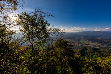 Obraz premium The natural backdrop of trees growing along canals, large reservoirs,the sea features many types of trees,including coconut,banana,and betel nut trees, as well as various grasses and weeds commonly.