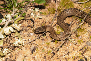 Fototapeta premium Una joven Culebra de escalera 