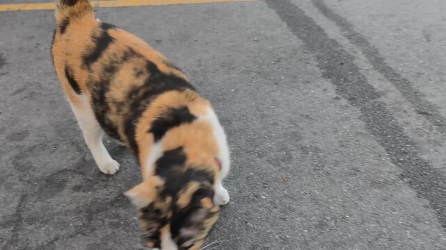 4K video footage. A vibrant calico cat with orange black and white patches walks on asphalt. It wears a colorful collar