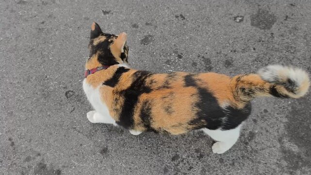 4K video footage. A vibrant calico cat with orange black and white patches walks on asphalt. It wears a colorful collar
