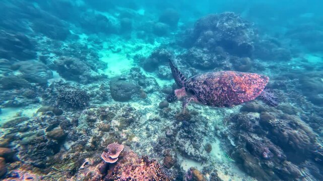 Hawksbill turtle swimming over a coral reef in Lombok Indonesia snorkel POV