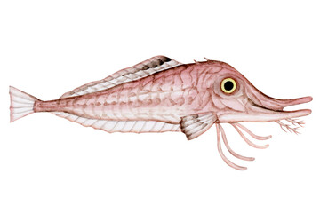 キホウボウ　深海魚 深海生物　水彩 イラスト