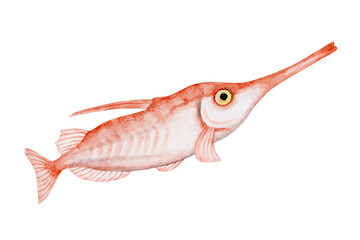 サギフエ　深海魚 深海生物　水彩 イラスト