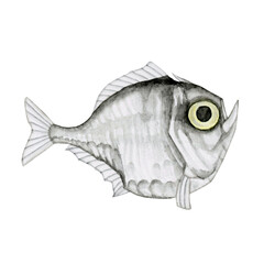 ムネエソ　深海魚 深海生物　水彩 イラスト