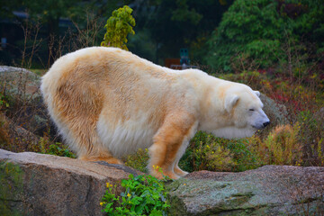 The polar bear (Ursus maritimus) is a bear native largely within the Arctic Circle encompassing the Arctic Ocean, its surrounding seas and surrounding land masses.