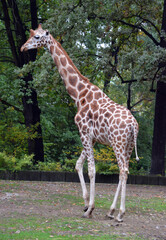 The giraffe (Giraffa camelopardalis) is an African even-toed ungulate mammal, the tallest of all extant land-living animal species, and the largest ruminant. © Daniel Meunier