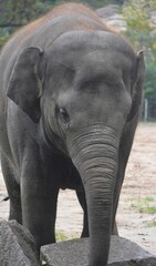 The Asian or Asiatic elephant (Elephas maximus) is the only living species of the genus Elephas and distributed in Southeast Asia.Asian elephants are the largest living land animals in Asia